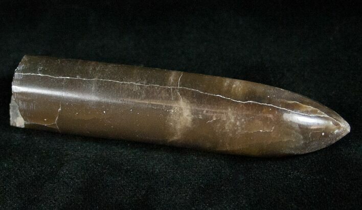 Agatized Belemnite Fossil - Polished #13594